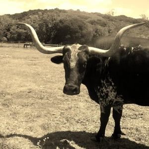 Meet your Posher, Nayeli